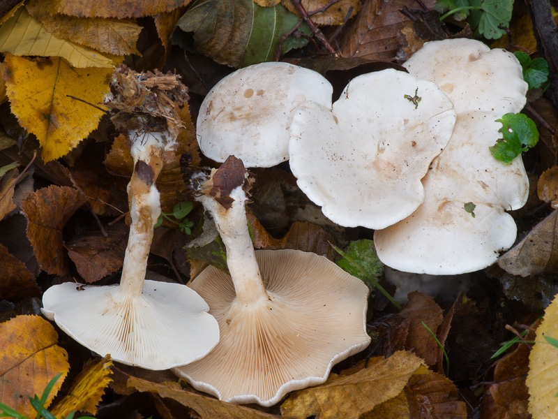 Clitocybe phyllophila